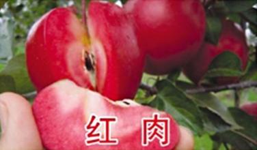 红色之爱苹果